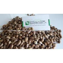 Indian Castor seeds